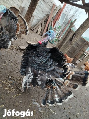 pulyka kakas eladó 