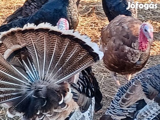 pulyka kakas eladó 