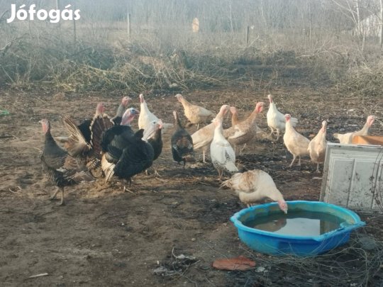 pulykak eladók Lajosmizsén 