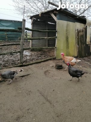 pulykák hím és tolyók 