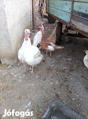 pulykák költöznek 