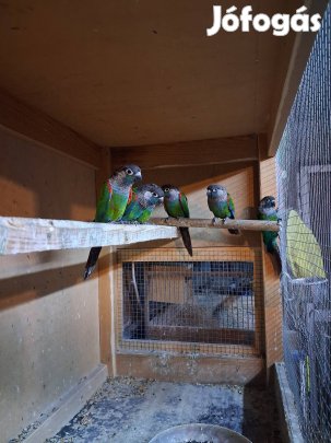 pyrhua lepida papagáj papagájok 