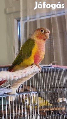 pyrrhura molinae papagáj