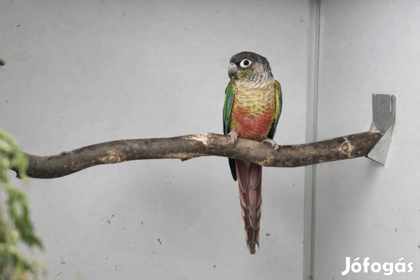 pyrrhura molinae tűzfarkú, rupicola - Monor