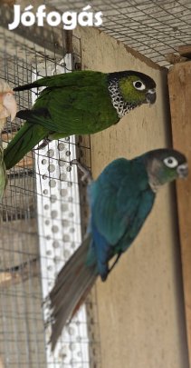 pyrrhura rupicola tojó