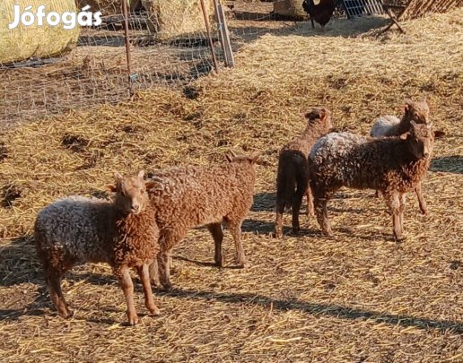 racka bárányok kos és anyák