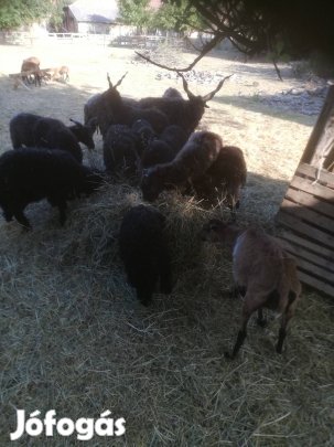 racka kos bárányok élve vagy konyhakészen