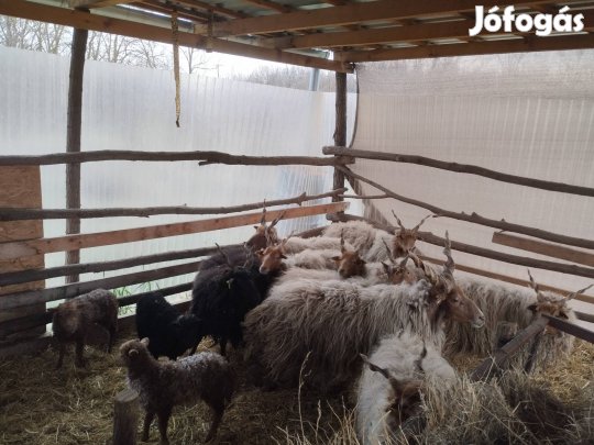 rackabirkak eladók Lajosmizsén 