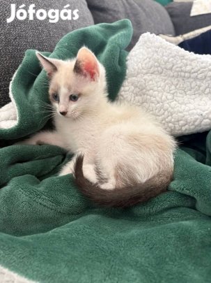 ragdoll jellegű kislány cica elvihető 