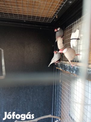 rizspinty hímek ki repülnenek.