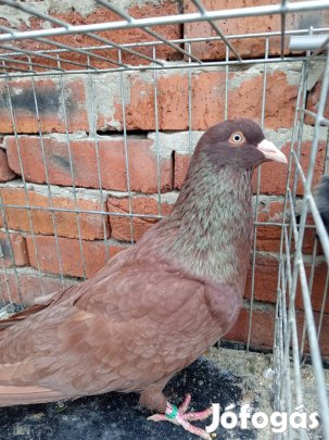 római Galambok eladók! 