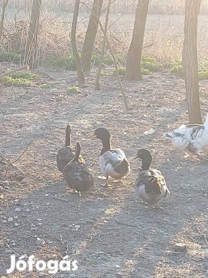 roner kacsák eladók 