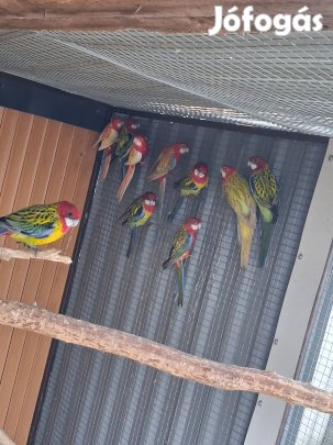 rozela papagáj papagájok 