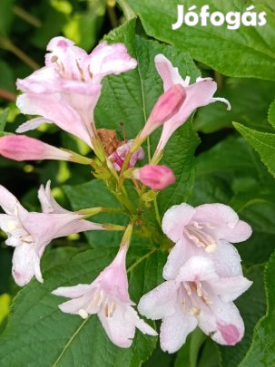 rózsalonc csemeték eladók.