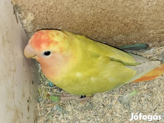 rózsás törpe papagáj 