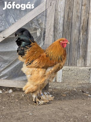 sárga columbian brahma 