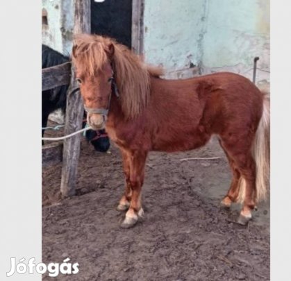 sárga csődör csikó póni 