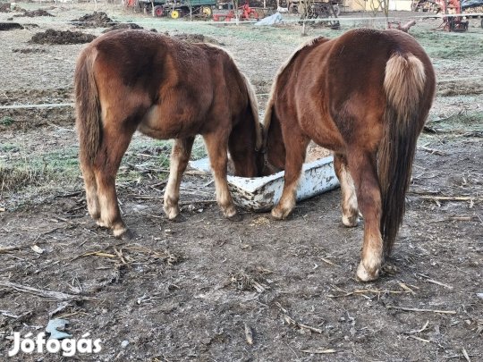 sárga csődör csikók