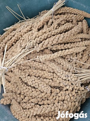 sárga fürtös köles 