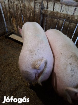 selejt anyadisznó eladó