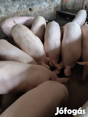 selejt kocák több db Pápán eladó és hízó sertés 
