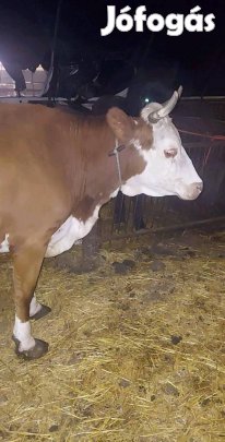 selejt vágo teheneket es lovakat kersek