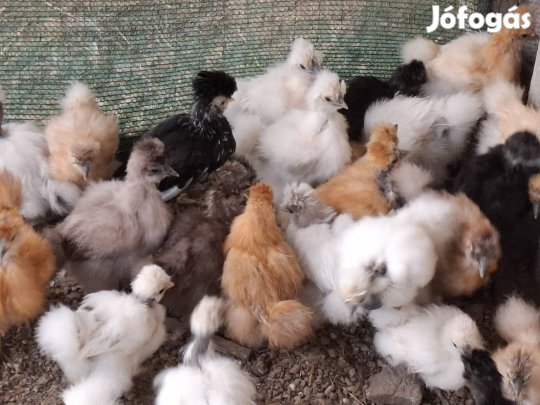 selyem csibék, növendékek, kakas