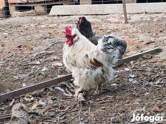 selyem kakas keverék!