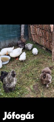 selyem tyúk tojás keltetésre 