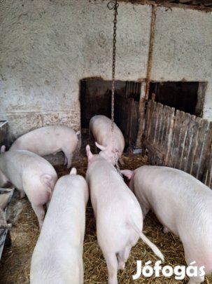 sertés 110-160kg-os gazdát cserélnének 