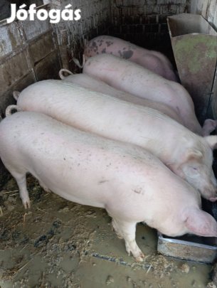 sertés disznó hízó eladó 100-140kg