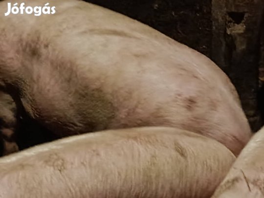 sertés eladó 160kg