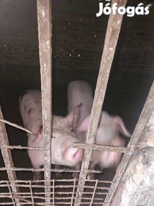 sertés eladó süldő 