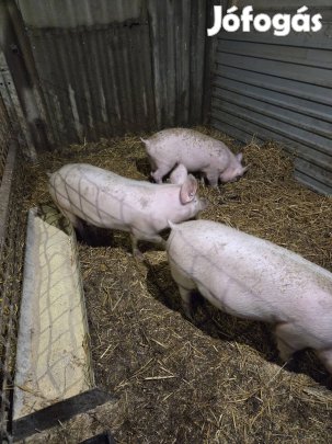 sertés kis malac 