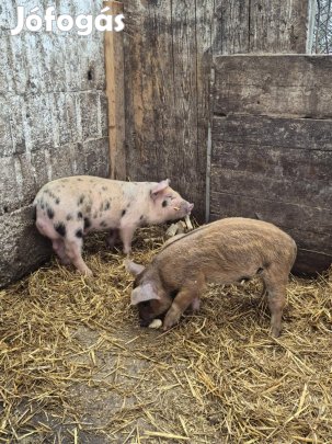 sérves malac eladó