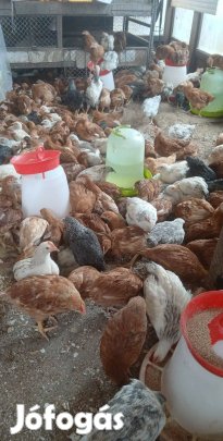 séver ketőshasznú csibék