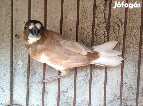 sirályka pinty hím eladó 