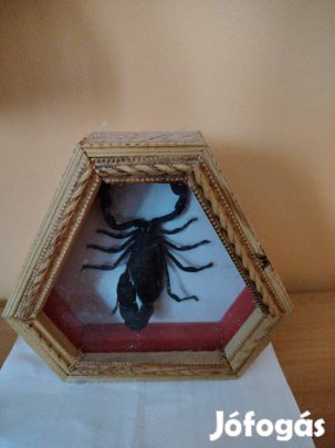 skorpió díszdobozban 