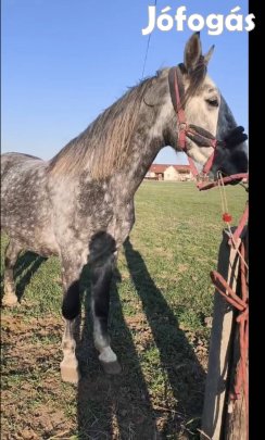 sláger eladó vagy cserélhető 