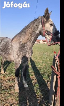 sláger eladó vagy cserélhető 