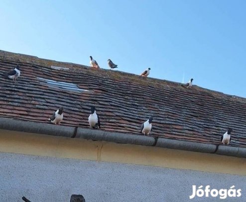 strasszer galambok eladók