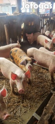 süldő hizo malacok eladók 