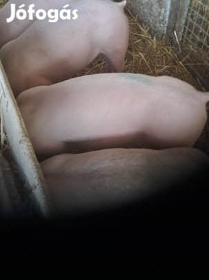 süldő malacok eladók