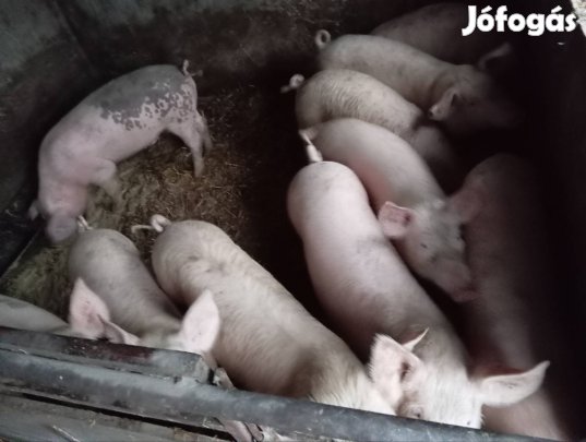 süldök eladók 60-100kg800ft