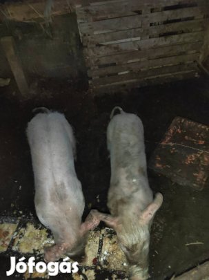 sűldők eladók cserélhetők