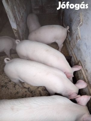 süldők eladók szép sonkásak