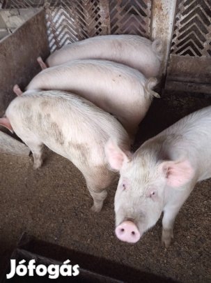 süldők eladók szép sonkásak 