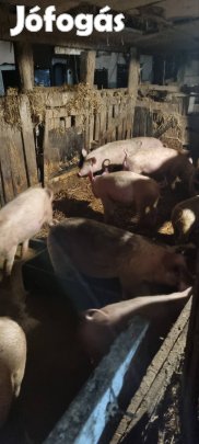 süldők és malacok eladók 