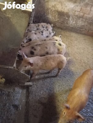 süldők költöznének 