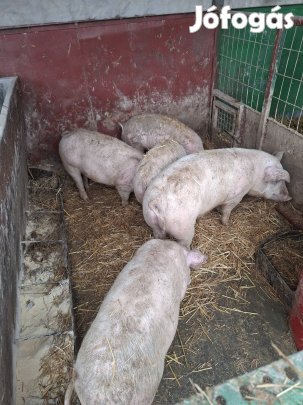 süldők költöznének!